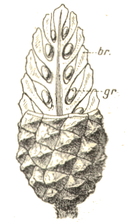 Structure de strobile