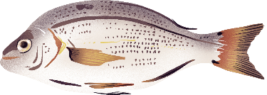 Ressources halieutiques la colonne d eau DORADE.png