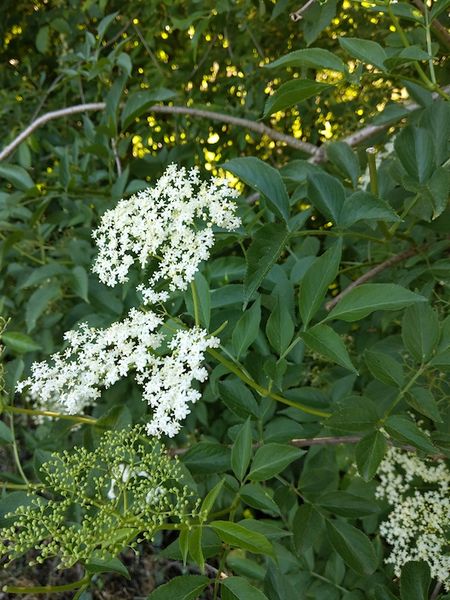 Fichier:Kazou v g tal IMG 20200517 193426.jpg