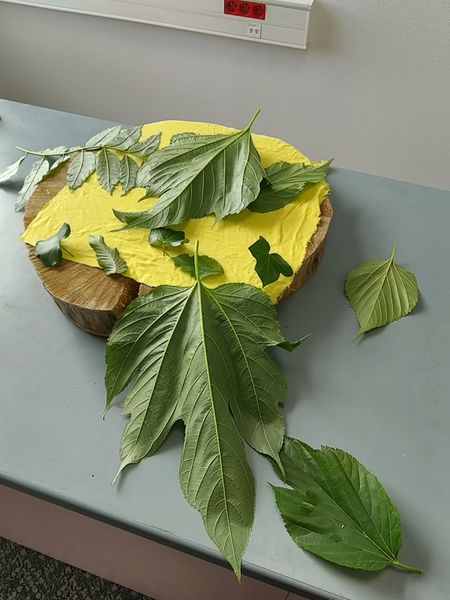 Fichier:Emprunte v g tale IMG 20191105 144238.jpg