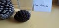 Pomme de pin- ouverture et fermeture 20210324 153415 1 .jpg