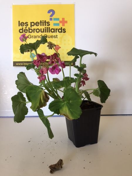 Fichier:Les besoins des v g taux image4.jpeg