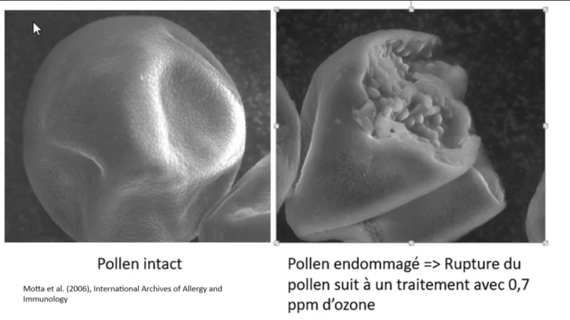 Memory pollen Capture d cran 2025-04-18 114122.png