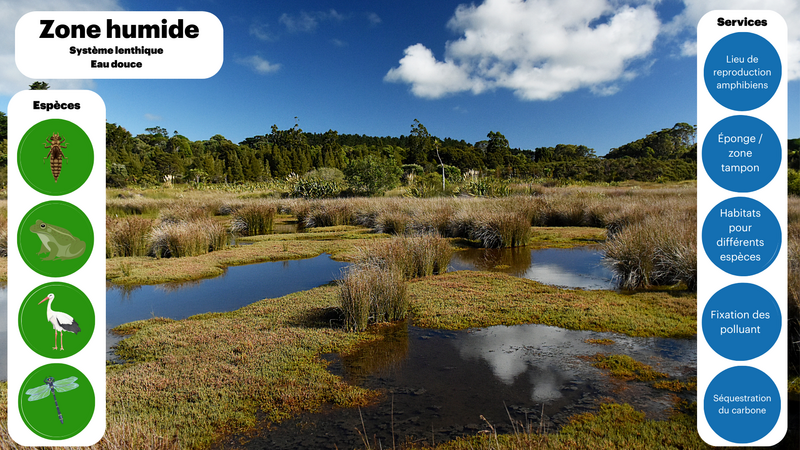 A chaque milieu ses especes et ses services Zone humide.png