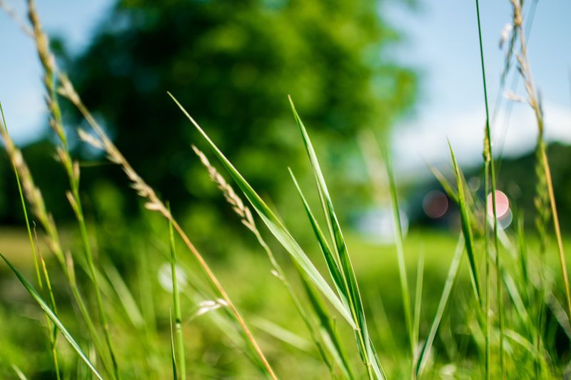 Fichier:Group-Biodiversit - de quoi parle-t-on green-grass-during-daytime-in-focus-photography-167570.jpg