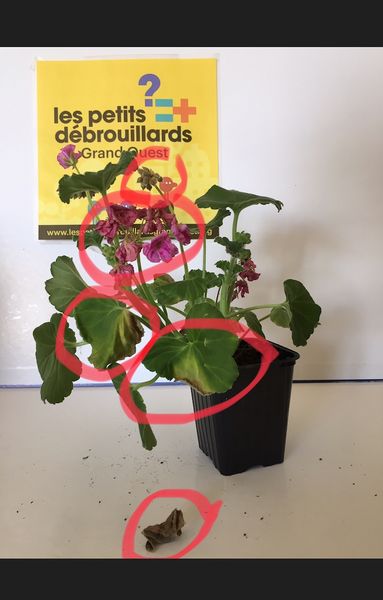 Fichier:Les besoins des v g taux image5.jpeg