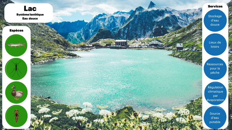 A chaque milieu ses especes et ses services Lac.png