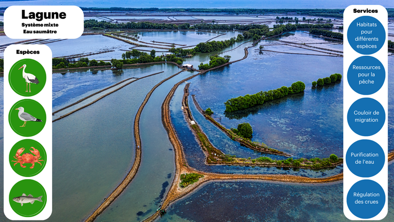 A chaque milieu ses especes et ses services Lagune.png