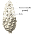 Pomme de pin schema.png