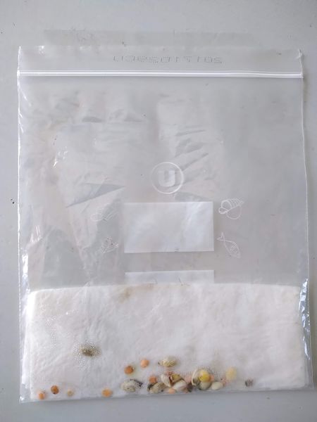 Fichier:Mini-serre de fen tre IMG 20200423 113432609.jpg