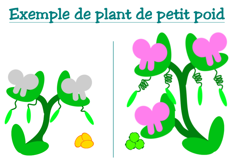 Fichier:Les petits poids de Mendel Exemple.png