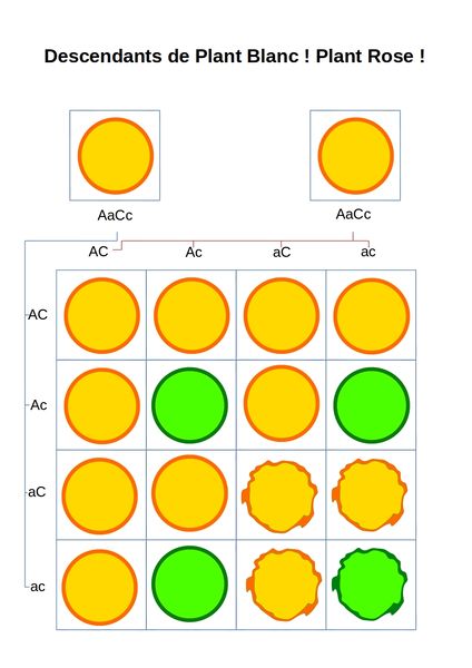 Fichier:Les petits pois de Mendel croisementN 2.jpg