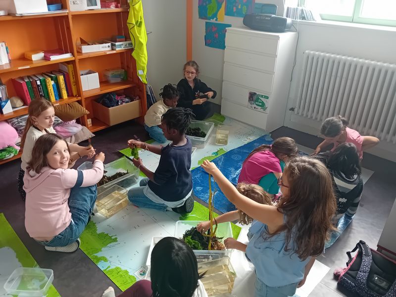 Les algues ont la forme MLK 2 .jpg