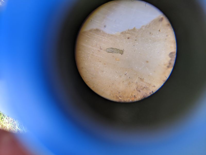 Fichier:Pi ger la faune du sol IMG 20200510 112603.jpg