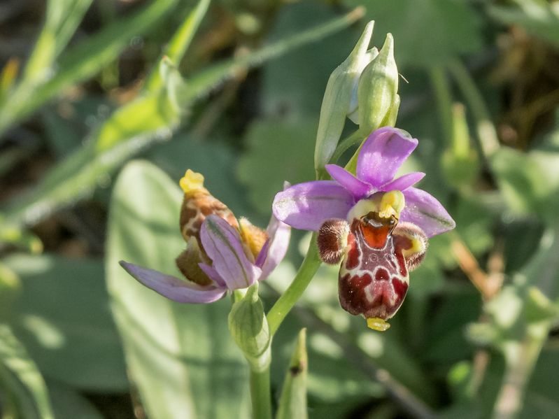 Fichier:Group-Biomim tisme Ophrys apifera abeille .jpg
