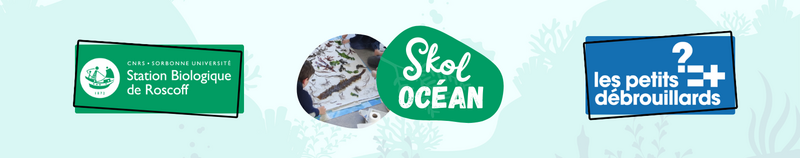 Fichier:Group-Skol Ocean Decouvrir les algues Banni re.png
