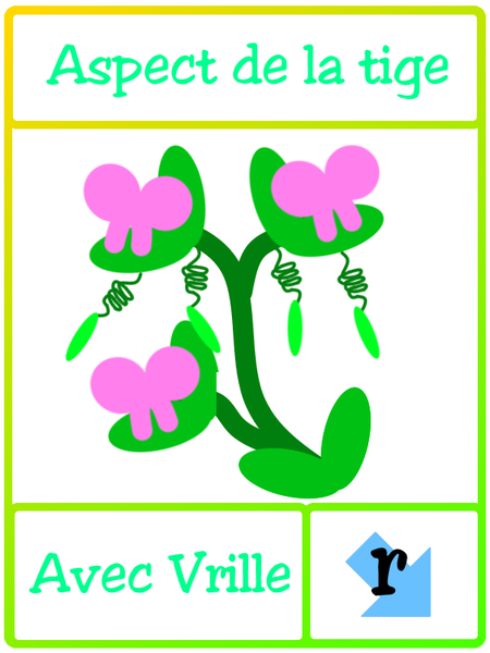 Fichier:Les petits poids de Mendel vrille.png