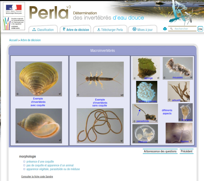 Fichier:D termination des invertb res d eau douce Capture6.png