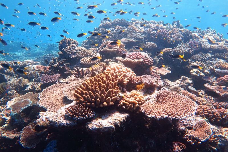 Illustrer l acidification des oc ans et identifier ce qu est un bioindicateur Madison-Ocean-Acidity-Cover-Great-Barrier-Reef-Australian-Institute-of-Marine-Science-1024x683.jpg