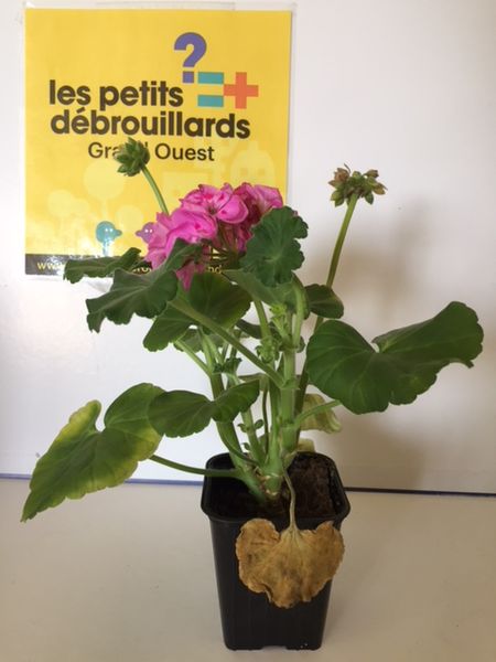 Fichier:Les besoins des v g taux image2. .jpeg