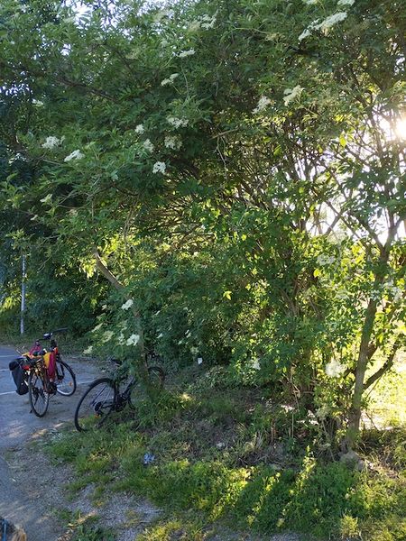 Fichier:Kazou v g tal IMG 20200517 193451.jpg